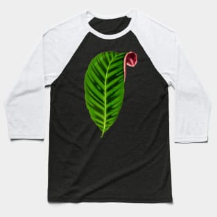 Calathea Zebrina - Rothschild Baseball T-Shirt